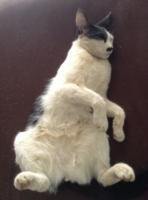 Picture of Cat napping
