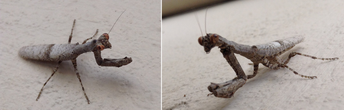 Picture of Mantis